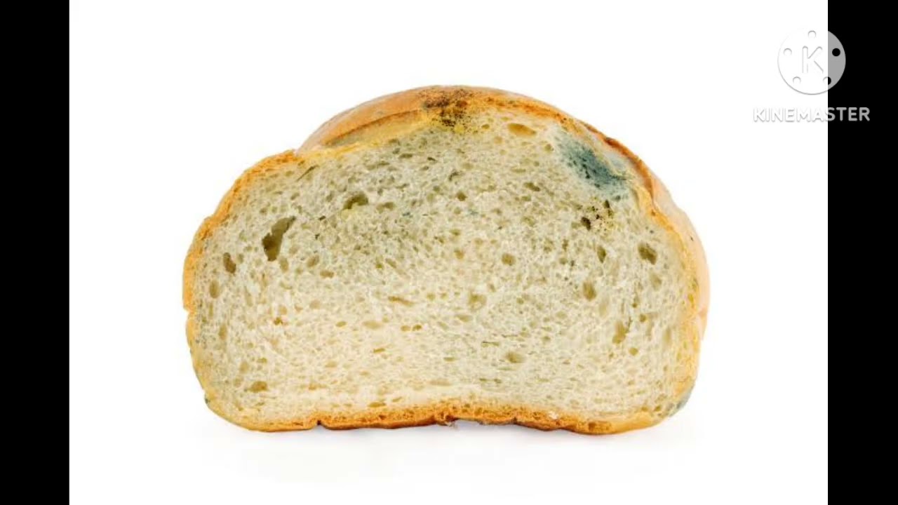 カビた部分を取れば大丈夫？　同じ袋の食パンも食べないほうがいい理由　栄養士が解説