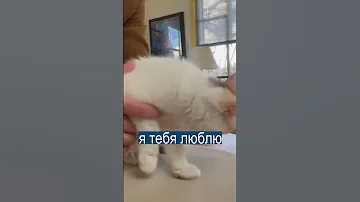 В Японии изобрели переводчик с кошачьего