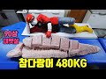 그동안 참치 너무 비싸게 드셨습니다.초대형 480Kg 참다랑어 최저가 공개/참치해동법480Kg Giant Tuna