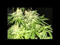 Delicious seeds  critical jack herer  grow report