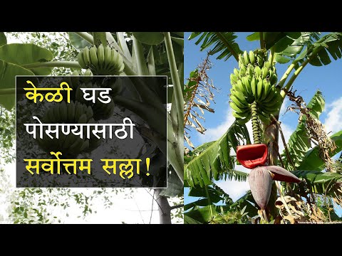 केळी घड पोसण्यासाठी योग्य अन्नद्रव्यांचा वापर!  - केळी घड पोसण्यासाठी योग्य अन्नद्रव्यांचा वापर! 