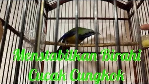PERAWATAN BURUNG CUCAK CUNGKO