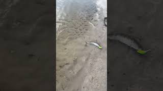 Клюнул СУДАК на ДНЕПРЕ  #рыбалка #verguntv #fishing #воблера #судак #джиг #твичинг #спиннинг #река