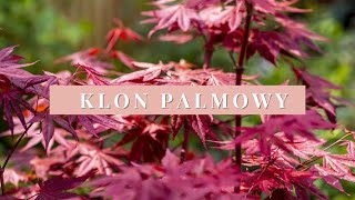 Klon Palmowy - Wymagania, Uprawa, Zalety. Gdzie Sadzić? Z Czym Komponować?