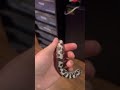 Cool Sand Boa #boas #sandboa #snake #reptiles #trending #reptiles #cool #shorts
