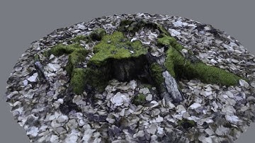 Meshroom - Tree Trunk Photogrammetry #1
