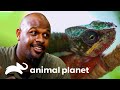 Incrível visão 360 graus do camaleão-pantera | Pequenos Gigantes da Natureza | Animal Planet Brasil