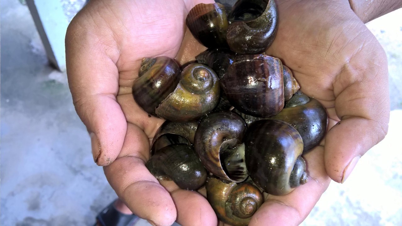 Review - Siput GONDANG sebagai Umpan Ikan Haruan