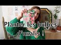 Planter les bulbes doxalis ou autres varits de bulbes  vertbobo