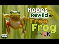 Hopes to Rewild the Tree Frog to the UK 🐸 Rewilding Britain