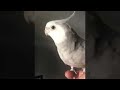 Parrot parrot perfectly mimics the sounds of the iPhone alarm