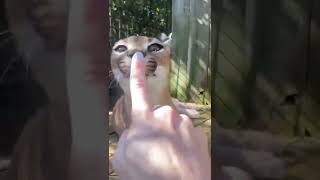 Female floppa #memes #shorts