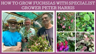 How to grow Fuchsias with specialist grower Peter Harris of White House Nursery. screenshot 5