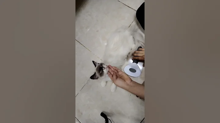 Watch the video about Cat hair brush #cat#himalayancat #catlover #himalayankitten #kitten #cute #pets #catgrooming #shorts