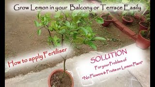 Lemon Fertilizer जिससे मिलेंगें ढेरों निम्बू : How to give Fertilizer to Lemon plant for best Fruit