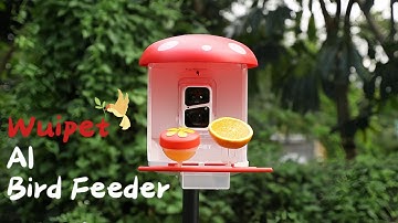 Introduce Wuipet AI Bird Feeder With Camera, Brand New Mushroom Style