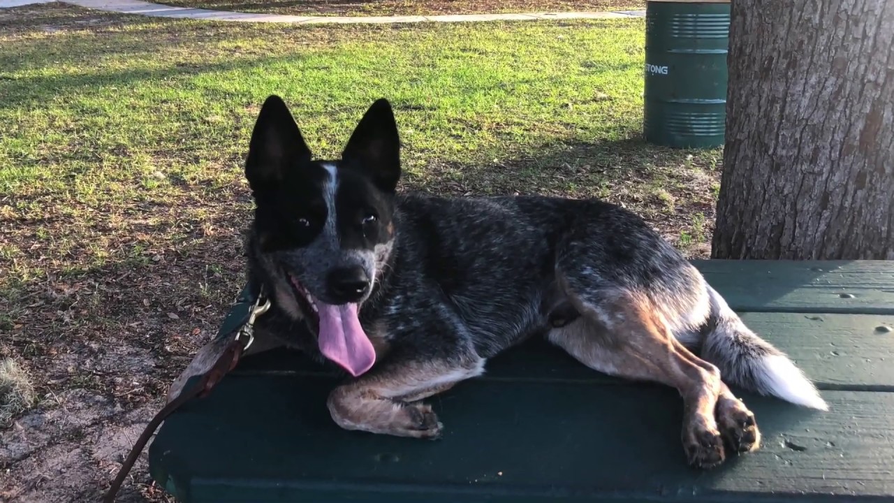 Blue Heeler "Chip" l Amazing Training l Best Dog Trainer Tampa Bay