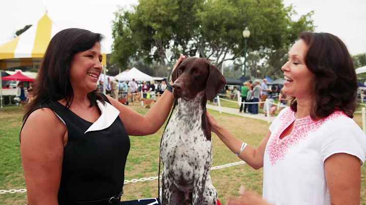 Road to Westminster (RTW): 2016 Best in Show Winne...