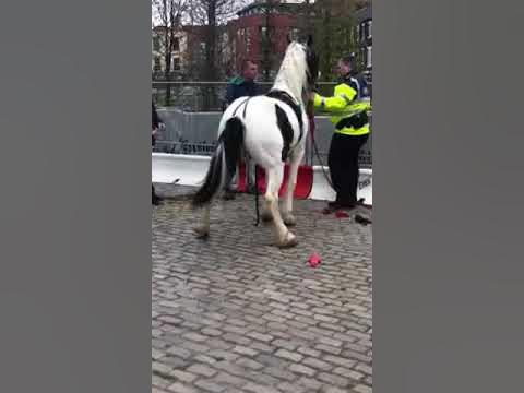 HORSE HUMPING A COPPER @ HORSE FAIR SMITHFIELD - YouTube