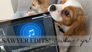 MY DOG EDITS VIDEOS NOW?! by Sawyer's Wonderful Life 1,400 views 2 years ago 7 minutes, 5 seconds