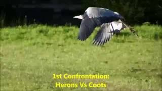 3 Confrontations: Coot Vs Heron Vs Carp