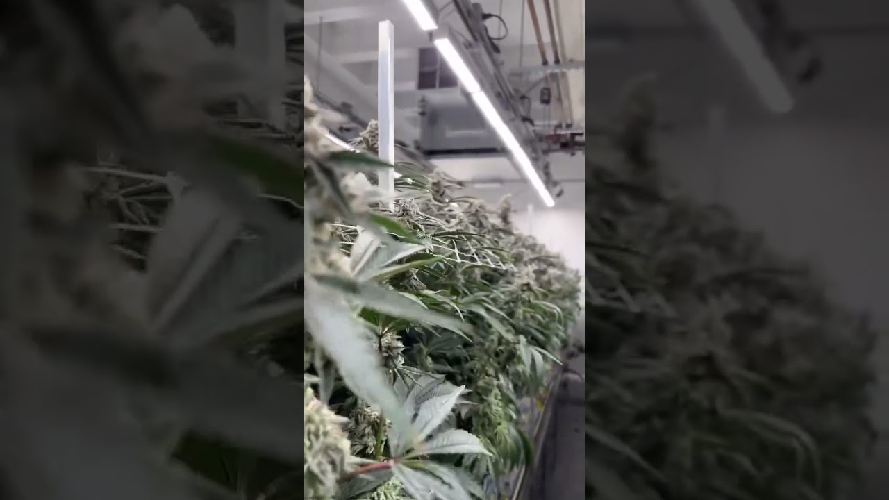 Live from the grow 🍃🍃🍃