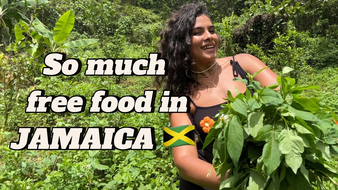 So much free food in Jamaica. Cooking Spanish Needle for lunch.