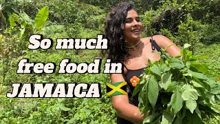 So much free food in Jamaica. Cooking Spanish Needle for lunch.