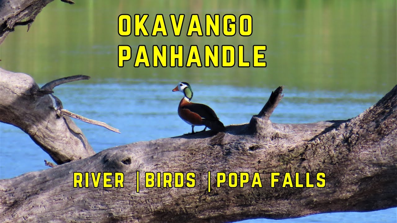Окаванго Панхэндл | Речные птицы и водопад Попа, Намибия | Часть 2