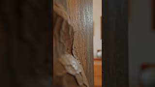 Hidden Art Hotel In Beirut 🇱🇧 8 Seconds Inside Art Haus