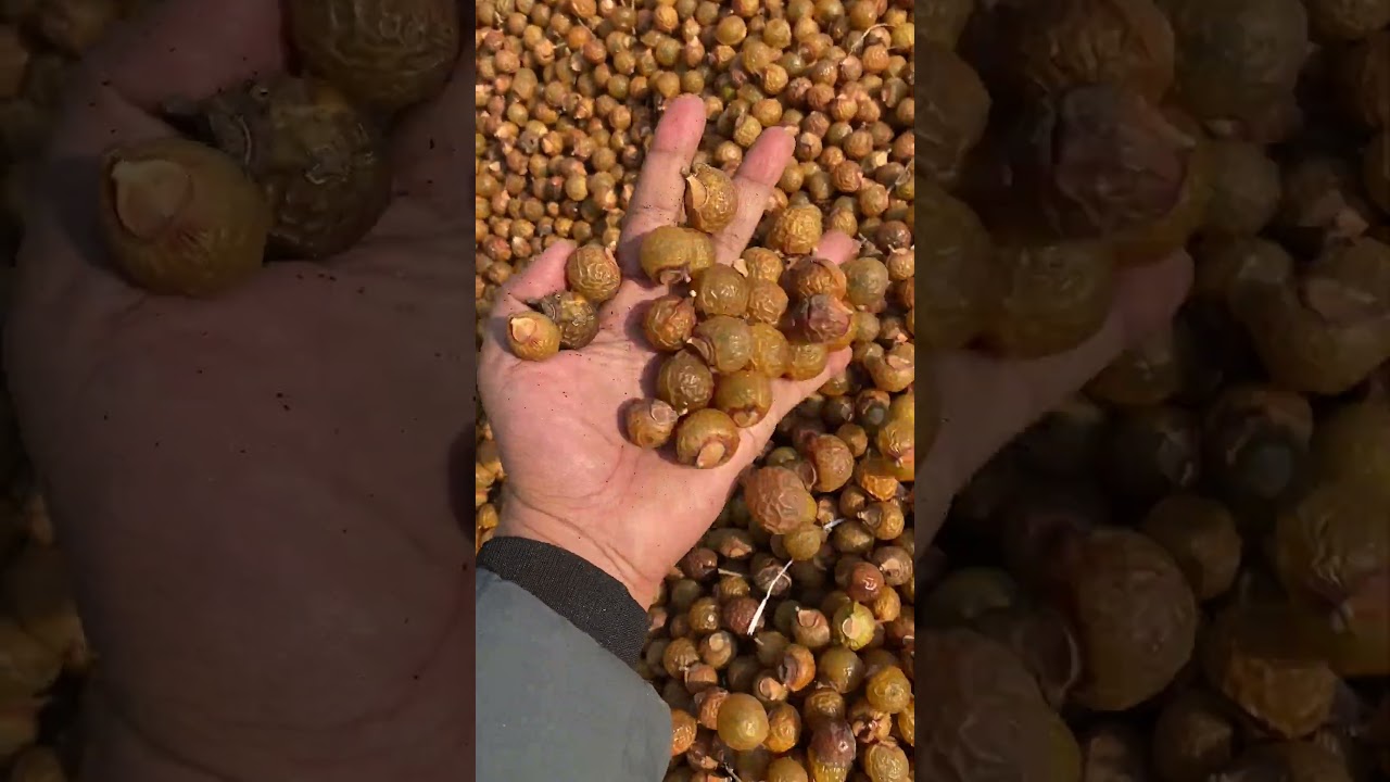 Reetha | Areetha | Big Quality | New 2025 Crop | Yellow Colour