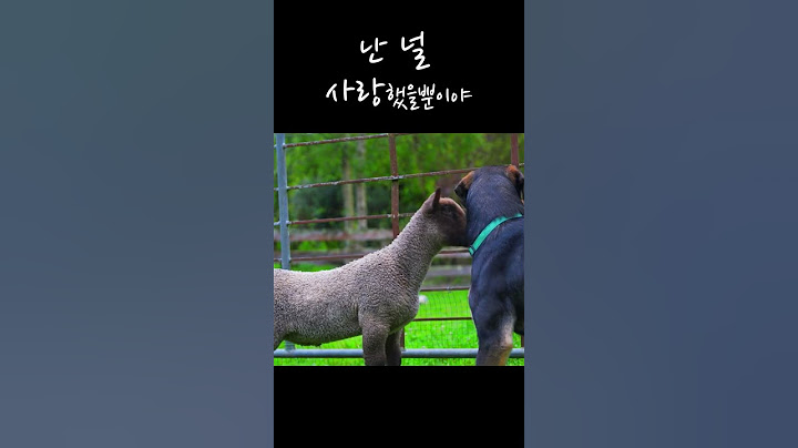 개 따라다니던 양의 최후! #shorts