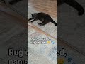 #Luna #CatShorts #CatNap #PetShorts #CatsOfYouTube #CatLife #SleepingCat