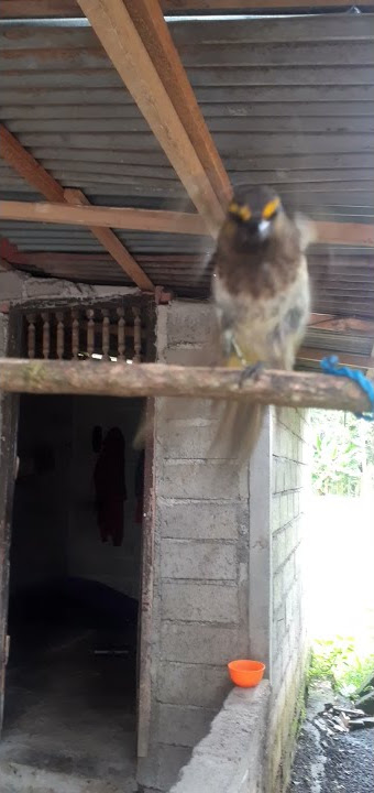 Rengganis giras dapat dari hutan