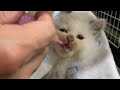 保護して初めてのミルクを飲むかわいい子猫