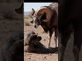 Nature&rsquo;s Clash Ram Takes Down Gorilla in One Hit