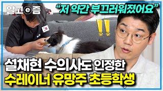 "하루에 4번이나 산책을 한다고?" 뜬장에서 구조해 온 강아지를 위해 노력하는 책임감과 의지가 대단한 초등학생의 고민┃세상에 나쁜 개는 없다┃알고e즘