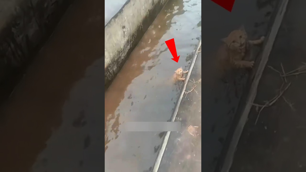 The Cat Fell Into The Drain 🥹🐱