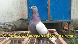 merpati tomprang Cilacap #merpatitinggian #merpatiku #burungdara
