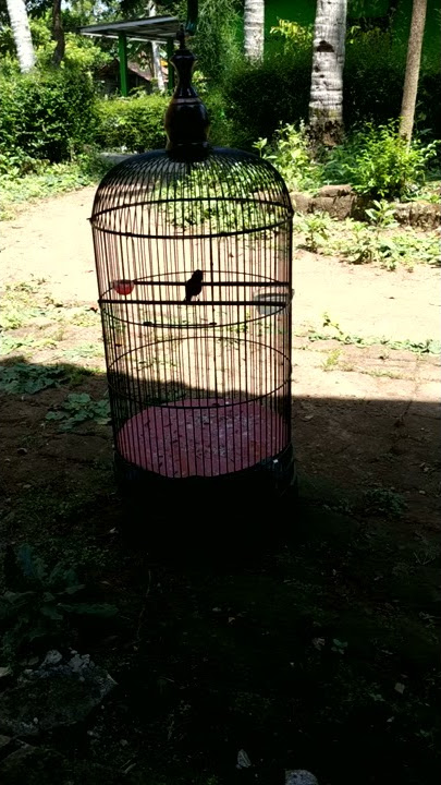 konin isian gelatik wucit wucit lokal purworejo #halilintar