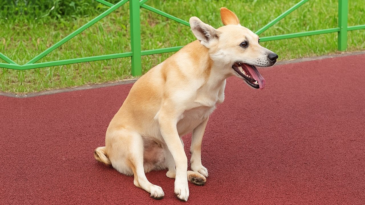 Они говорили, что эта парализованная собака больше никогда не сможет ходить… Они ошибались