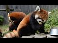 レッサーパンダの兄弟　西山動物園 の動画、YouTube動画。