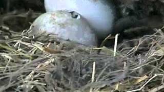 Cracked Egg.  Beak breaks though shell  - Decorah Eagle Cam 2011