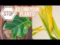 Top 5 plant mistakes that are killing your plants! + Storytime: I killed all my plants!
