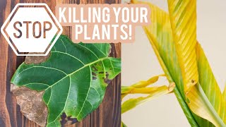 Top 5 plant mistakes that are killing your plants! + Storytime: I killed all my plants!