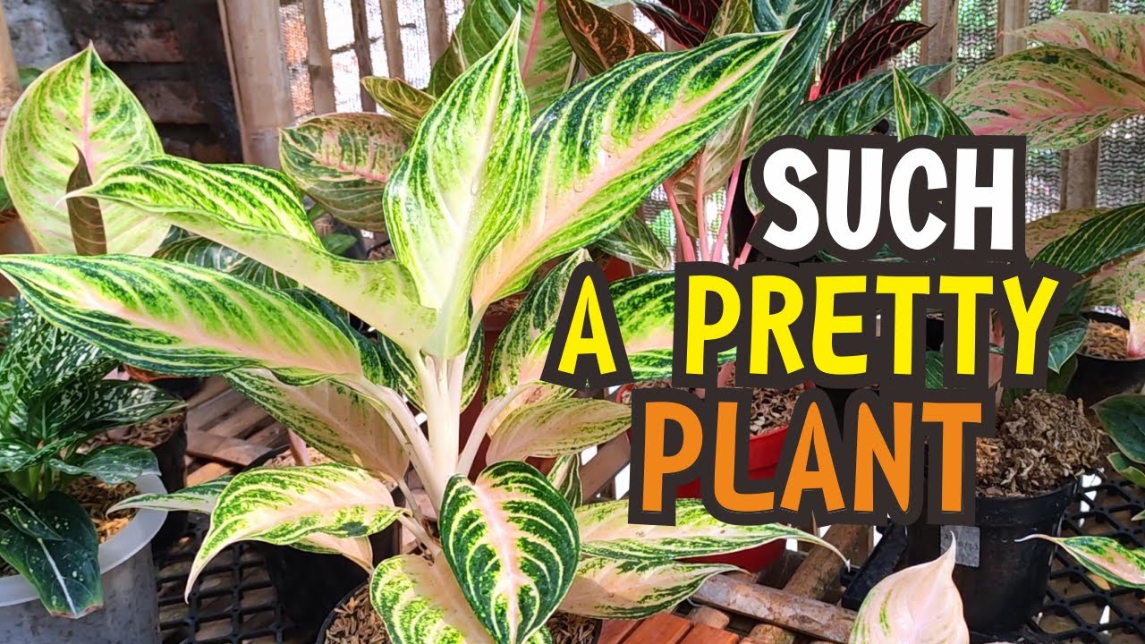 Chinese Evergreen Propagation and Care Tips, aglaonema pink sunset 