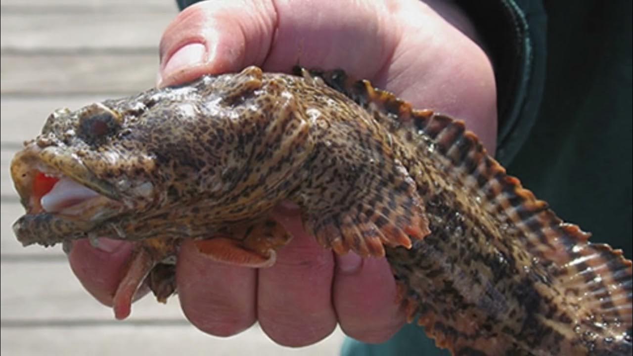 [Oyster Toadfish] Are oyster toadfish poisonous? Can oyster toadfish