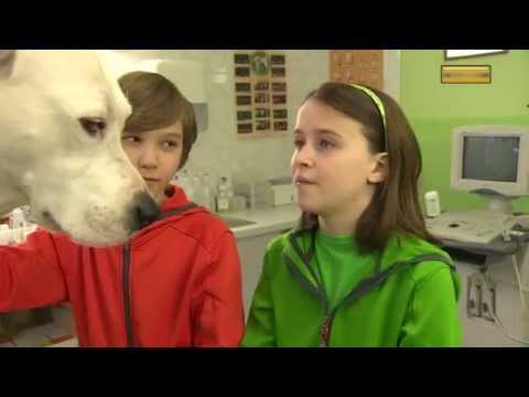Video: Kako Najti Lastnika Svojega Psa