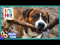This Dog Is OBSESSED With Finding The Biggest Stick | It's Me | Dodo Kids