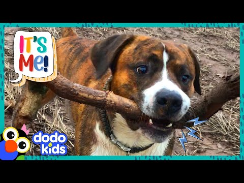 This Dog Is OBSESSED With Finding The Biggest Stick | It's Me | Dodo Kids